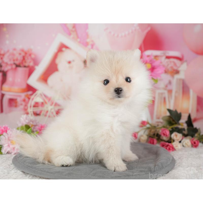 販売中の千葉県のポメラニアン-430200の7枚目