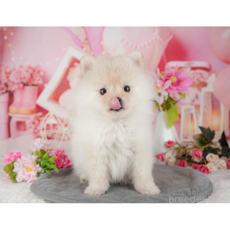 販売中の千葉県のポメラニアン-430200の6枚目