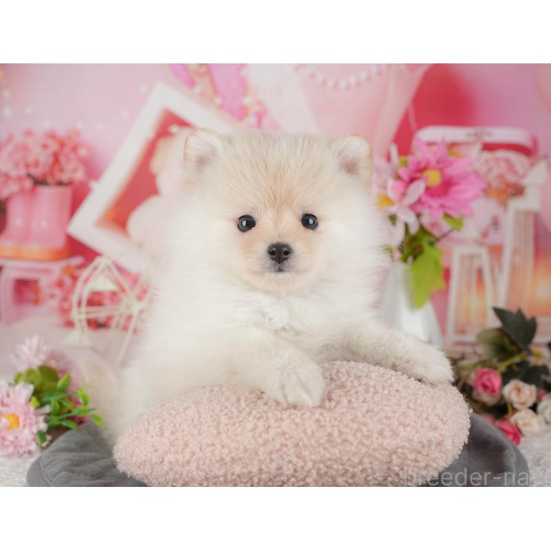 販売中の千葉県のポメラニアン-430200の5枚目