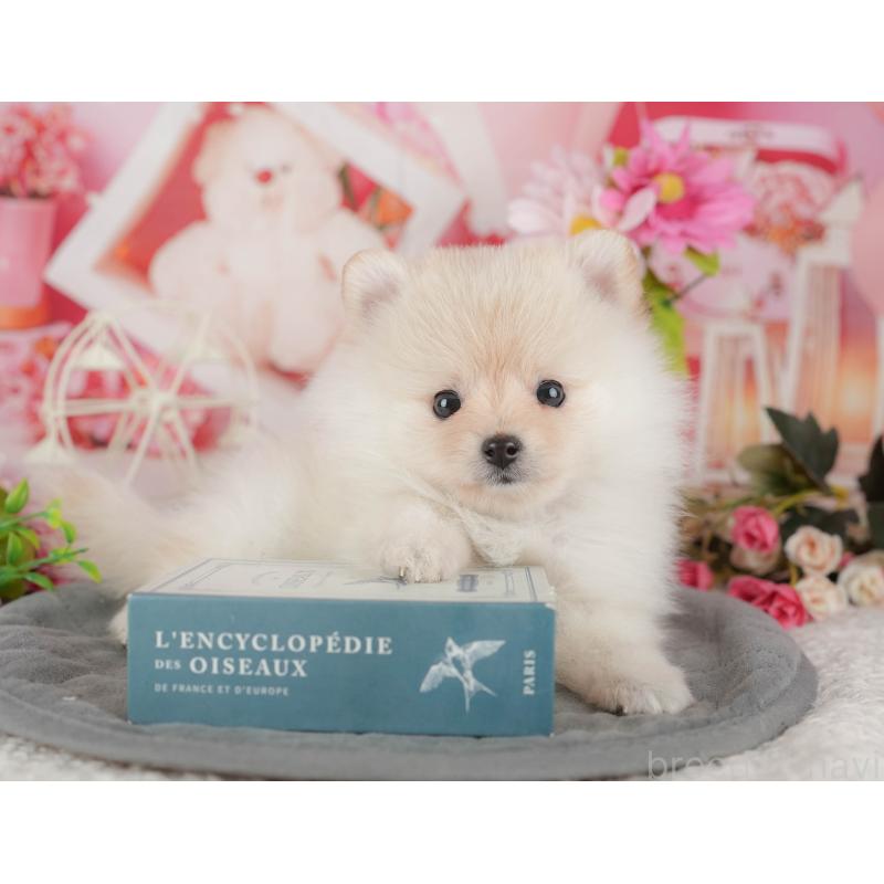 販売中の千葉県のポメラニアン-430200の4枚目