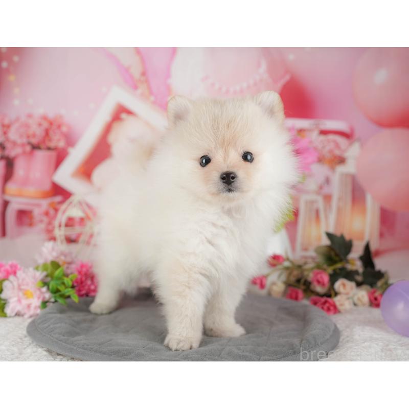 販売中の千葉県のポメラニアン-430200の3枚目