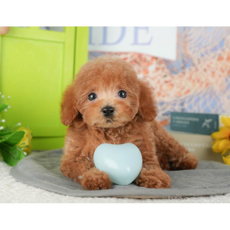 販売中の千葉県のトイプードル-430195