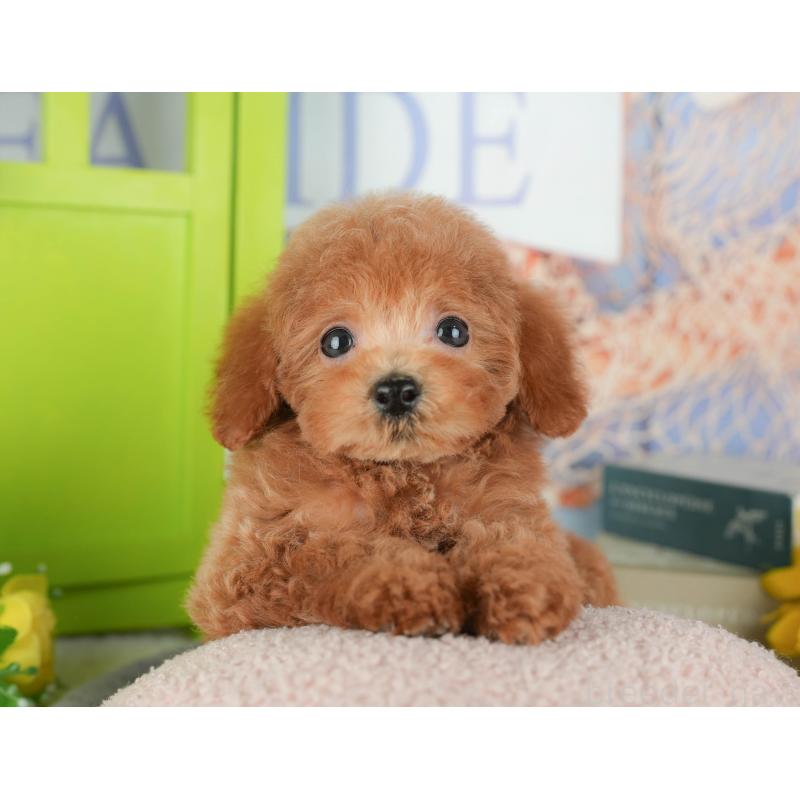 販売中の千葉県のトイプードル-430195の11枚目