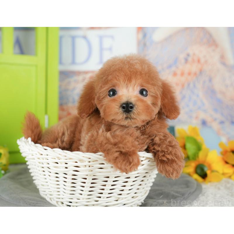 販売中の千葉県のトイプードル-430195の10枚目