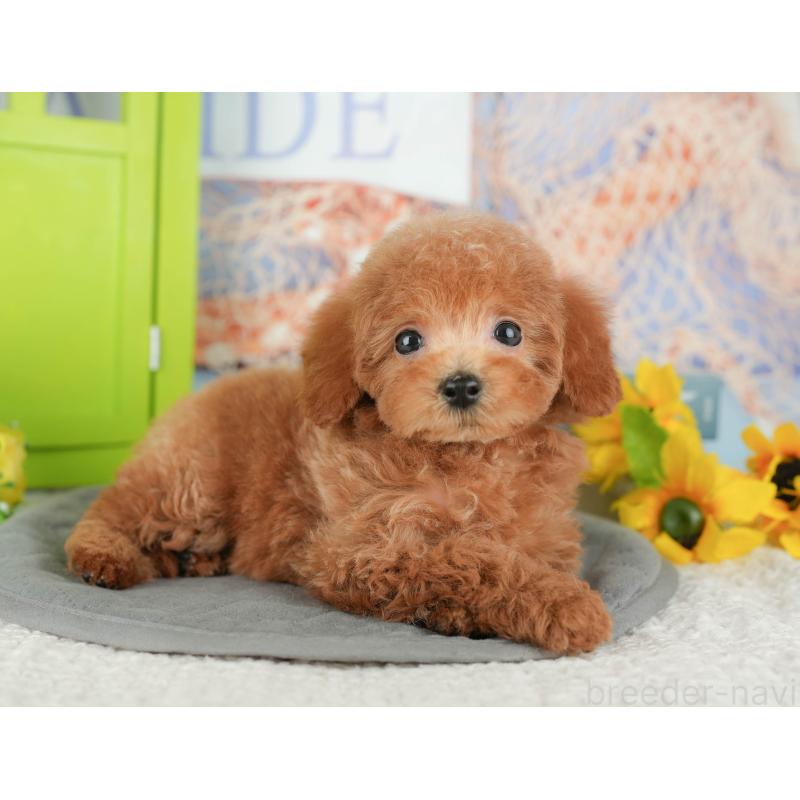 販売中の千葉県のトイプードル-430195の9枚目