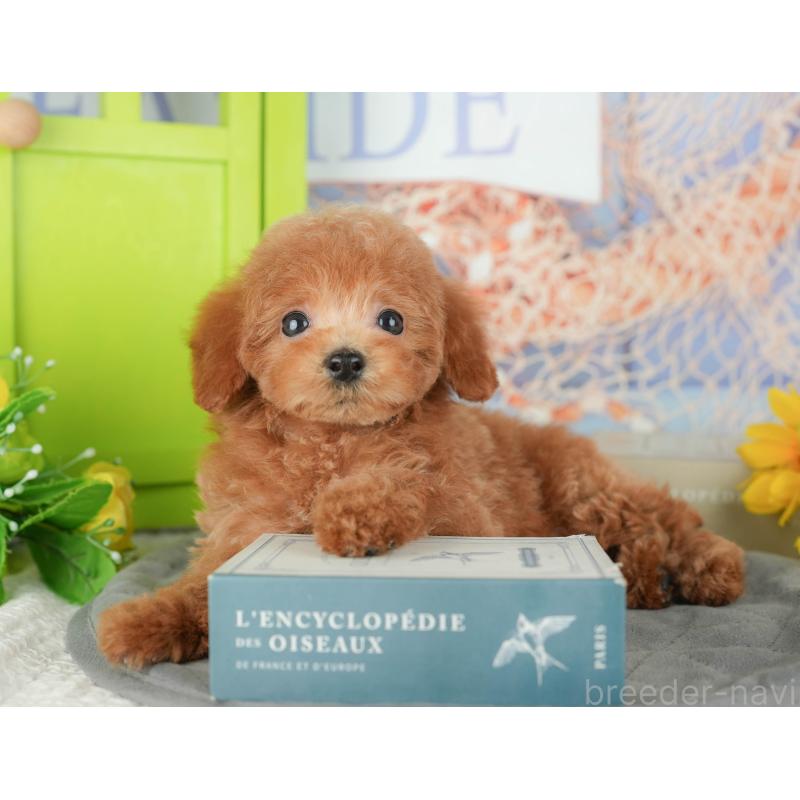 販売中の千葉県のトイプードル-430195の8枚目