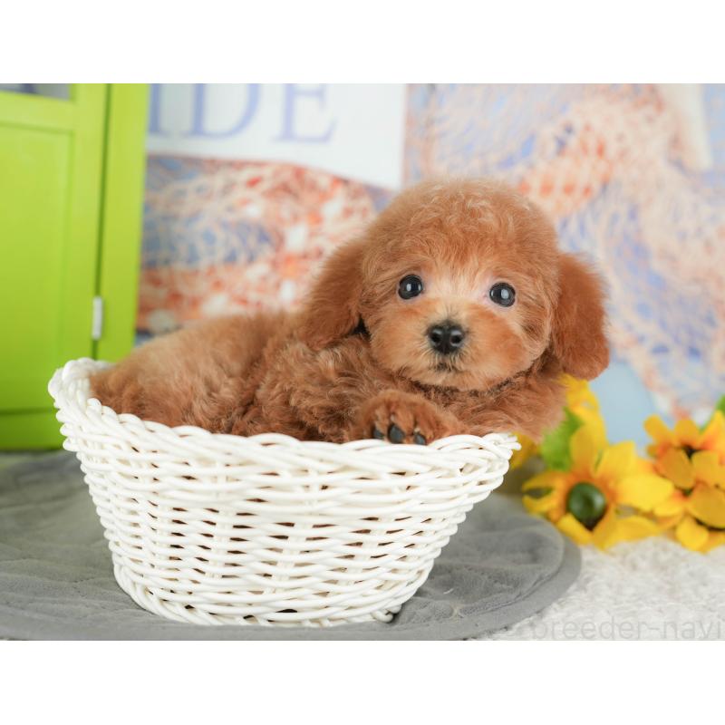 販売中の千葉県のトイプードル-430195の7枚目