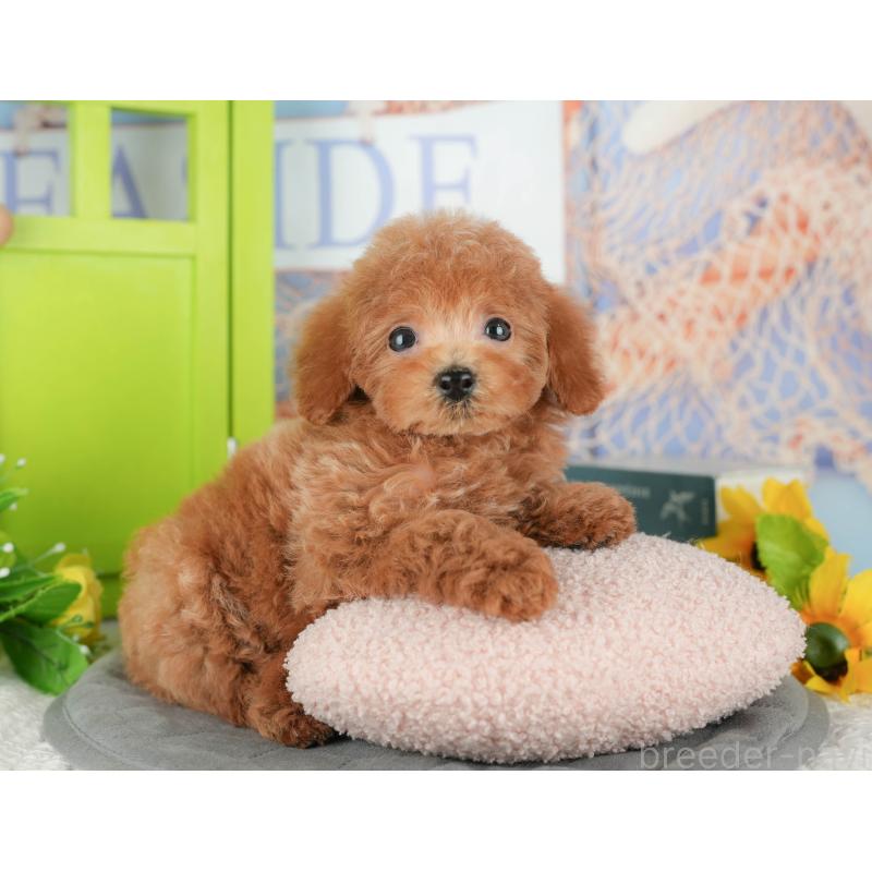 販売中の千葉県のトイプードル-430195の6枚目