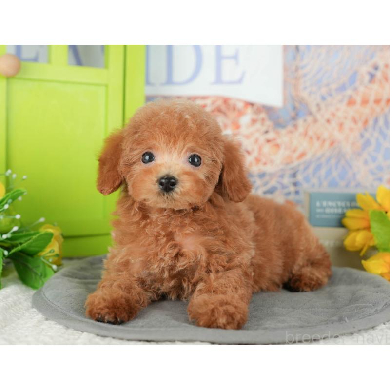 販売中の千葉県のトイプードル-430195の5枚目