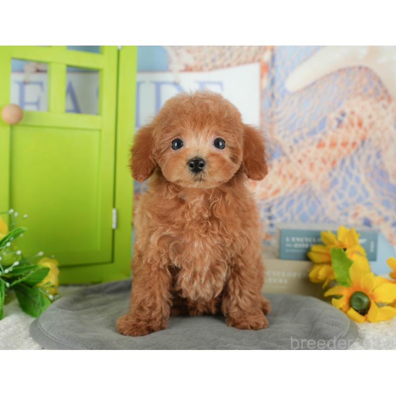販売中の千葉県のトイプードル-430195の4枚目