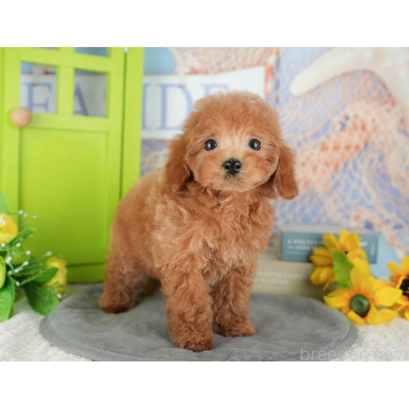 販売中の千葉県のトイプードル-430195の3枚目