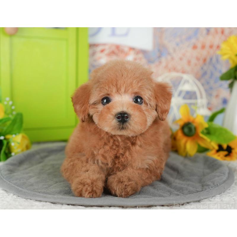 販売中の千葉県のトイプードル-430193の11枚目