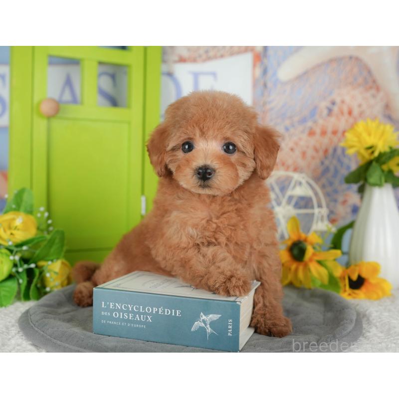 販売中の千葉県のトイプードル-430193の7枚目