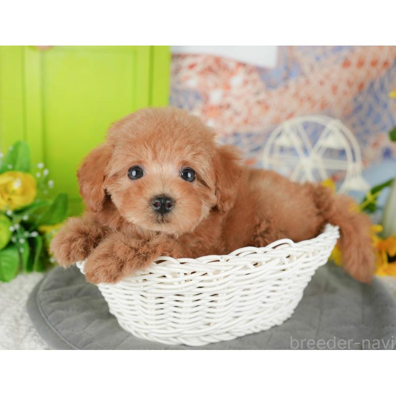 販売中の千葉県のトイプードル-430193の5枚目