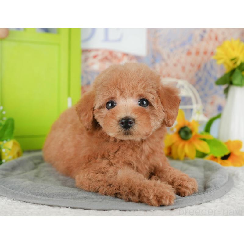 販売中の千葉県のトイプードル-430193の4枚目