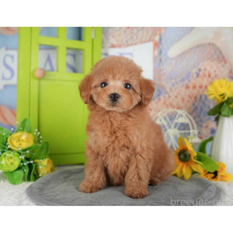 販売中の千葉県のトイプードル-430193の3枚目