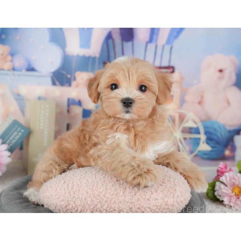 販売中の千葉県のマルプー:マルチーズ×トイプードル-430191の11枚目