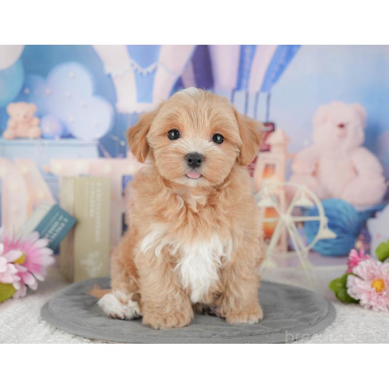 販売中の千葉県のマルプー:マルチーズ×トイプードル-430191の10枚目