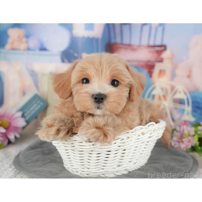 販売中の千葉県のマルプー:マルチーズ×トイプードル-430191の9枚目