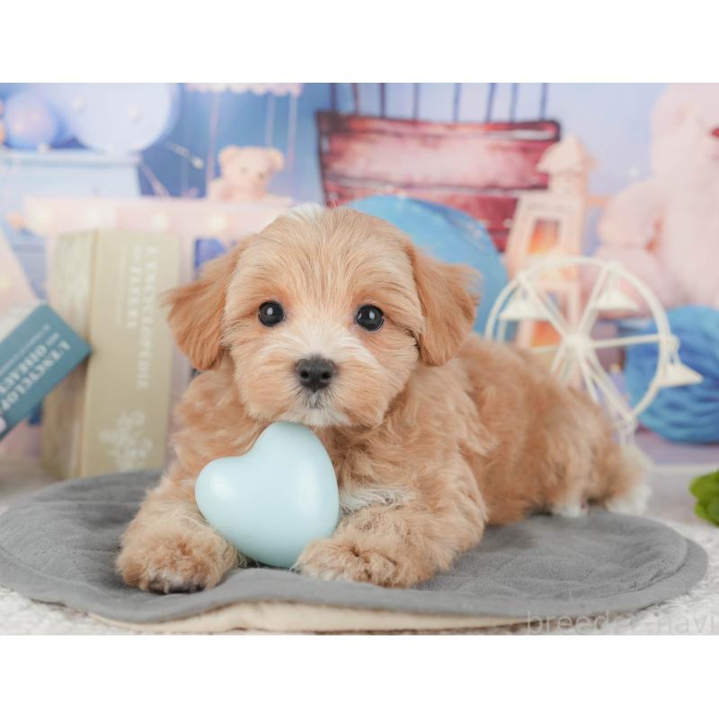 販売中の千葉県のマルプー:マルチーズ×トイプードル-430191の8枚目