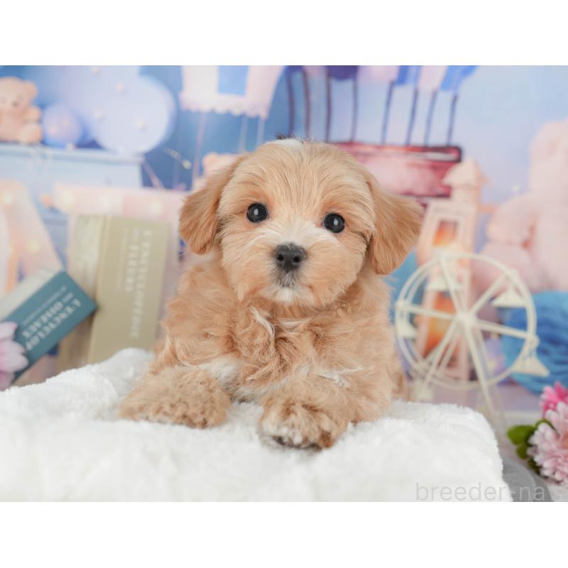 販売中の千葉県のマルプー:マルチーズ×トイプードル-430191の7枚目