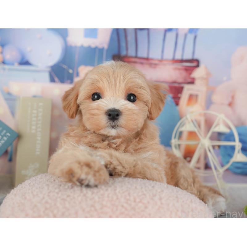 販売中の千葉県のマルプー:マルチーズ×トイプードル-430191の6枚目