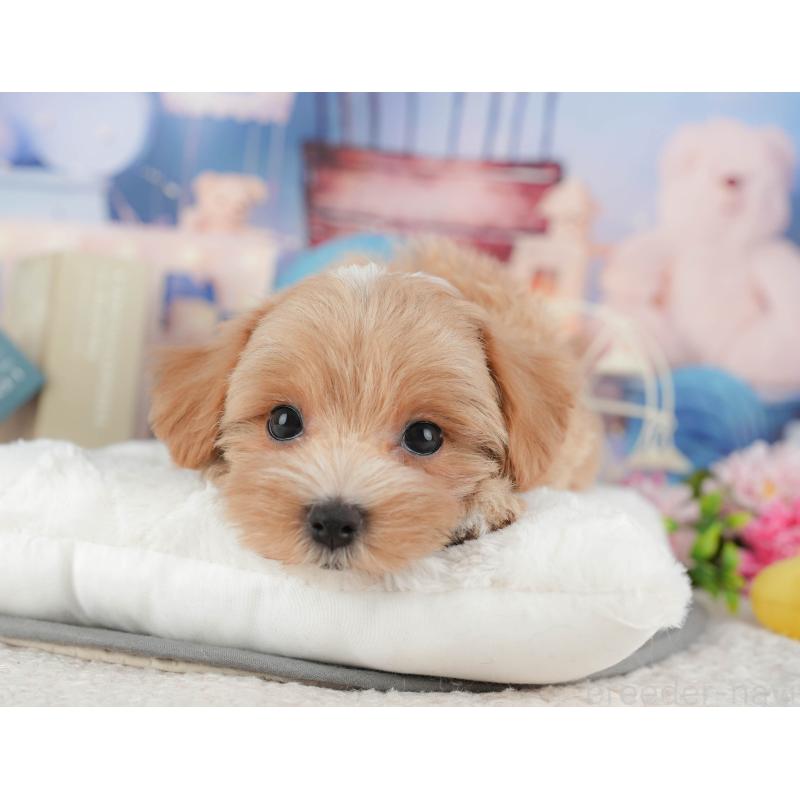 販売中の千葉県のマルプー:マルチーズ×トイプードル-430191の5枚目