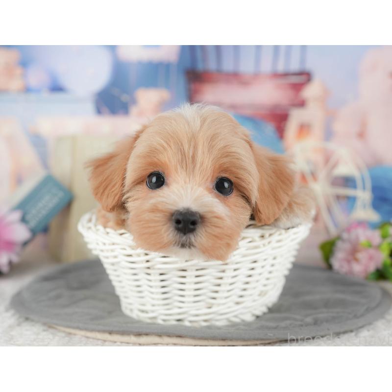 販売中の千葉県のマルプー:マルチーズ×トイプードル-430191の4枚目