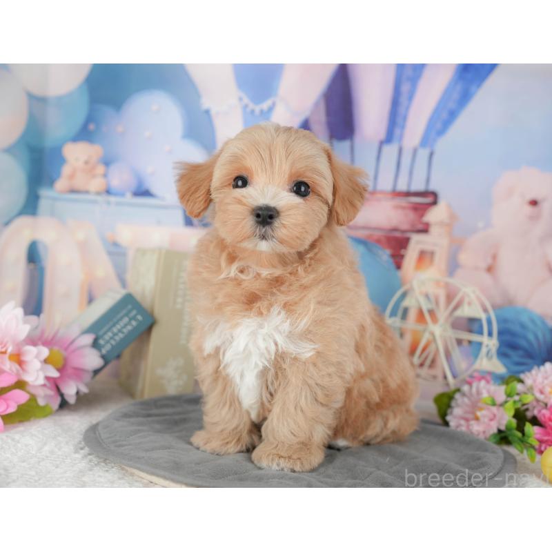 販売中の千葉県のマルプー:マルチーズ×トイプードル-430191の3枚目