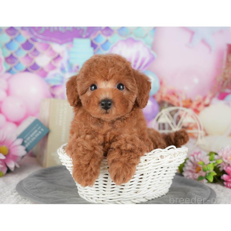 販売中の千葉県のトイプードル-430188