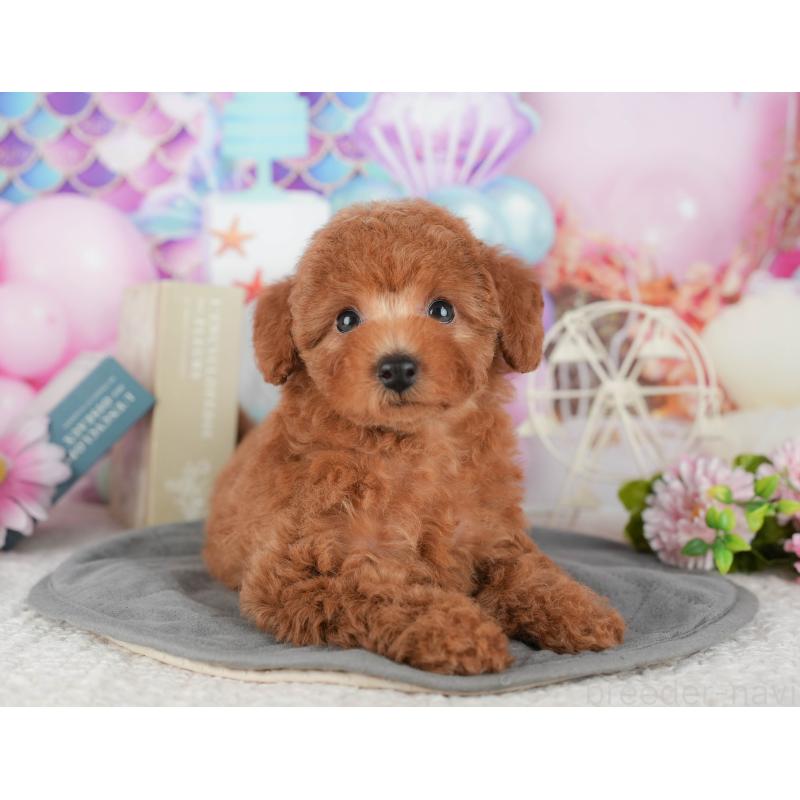 販売中の千葉県のトイプードル-430188の11枚目