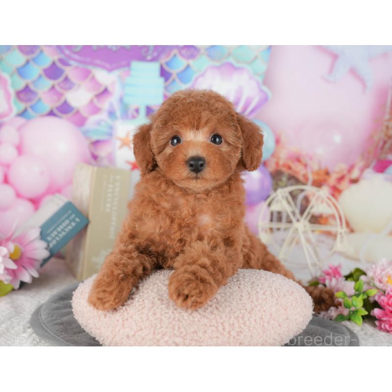 販売中の千葉県のトイプードル-430188の10枚目