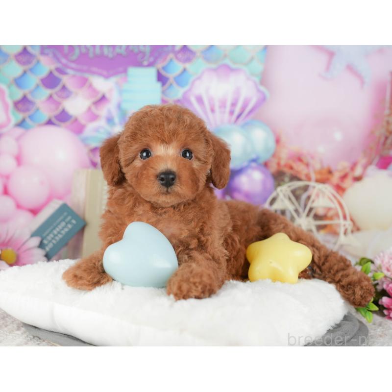 販売中の千葉県のトイプードル-430188の9枚目