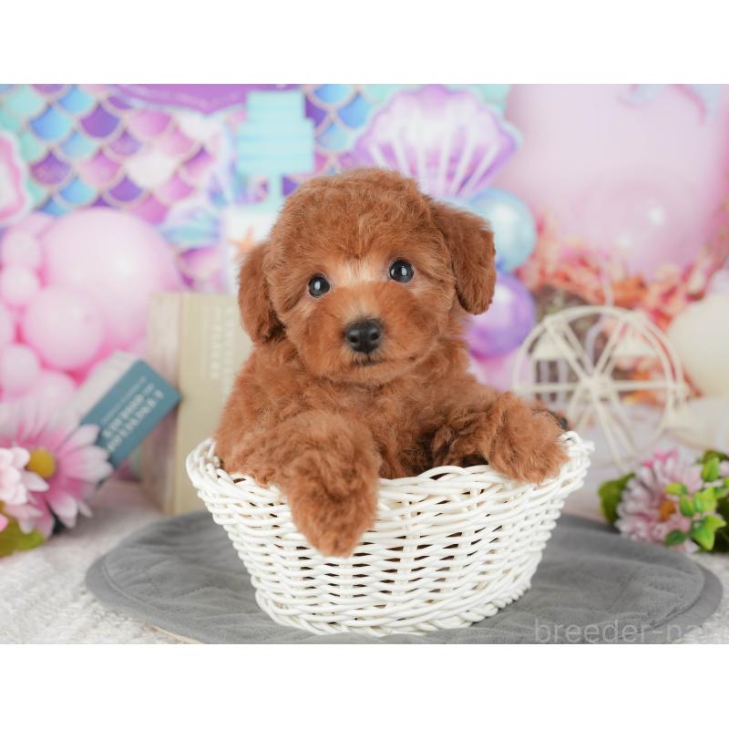 販売中の千葉県のトイプードル-430188の8枚目