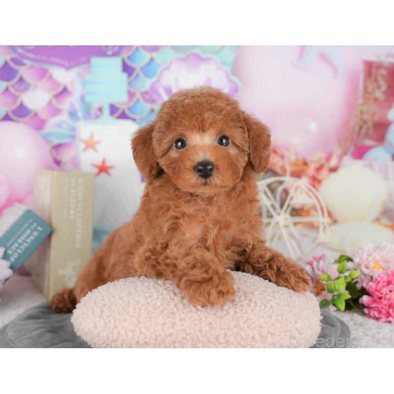 販売中の千葉県のトイプードル-430188の7枚目