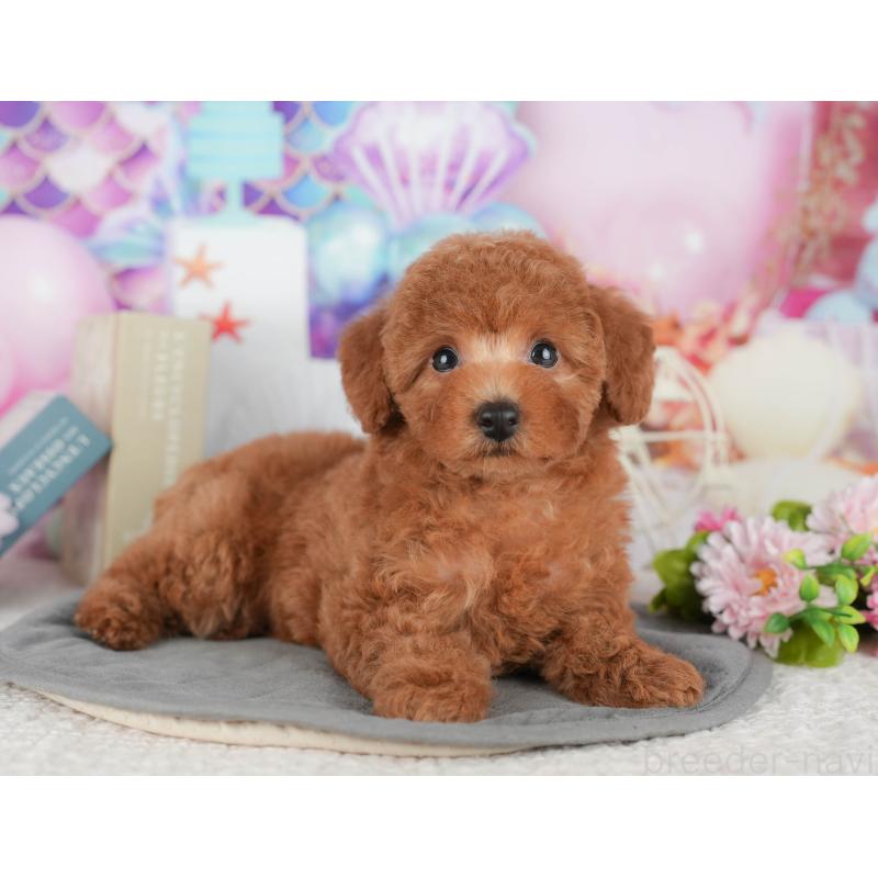 販売中の千葉県のトイプードル-430188の6枚目