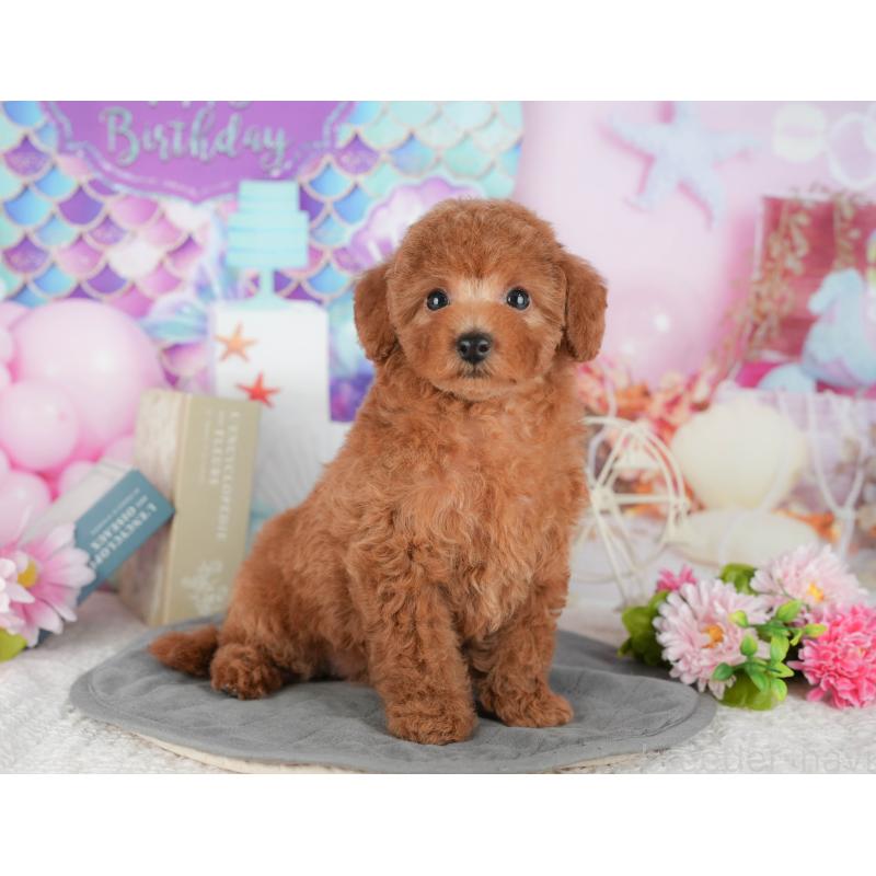 販売中の千葉県のトイプードル-430188の5枚目