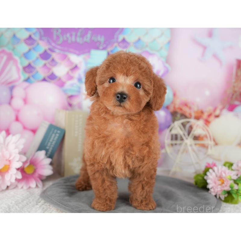 販売中の千葉県のトイプードル-430188の4枚目