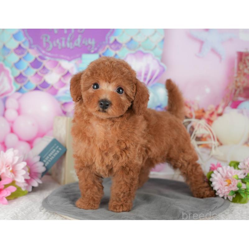 販売中の千葉県のトイプードル-430188の3枚目