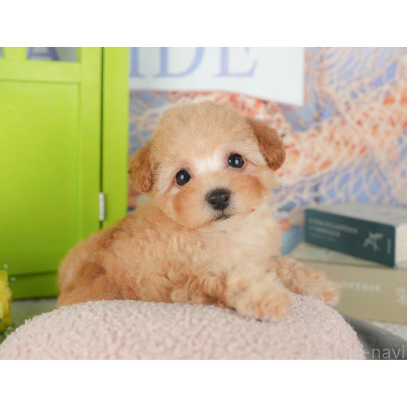 販売中の千葉県のトイプードル-430186