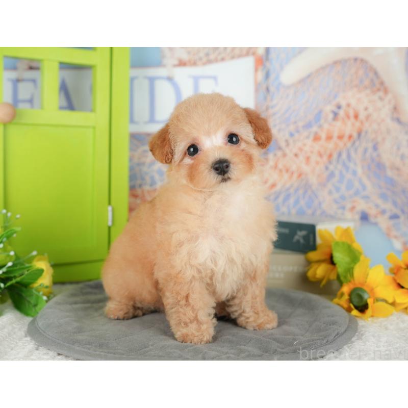 販売中の千葉県のトイプードル-430186の11枚目