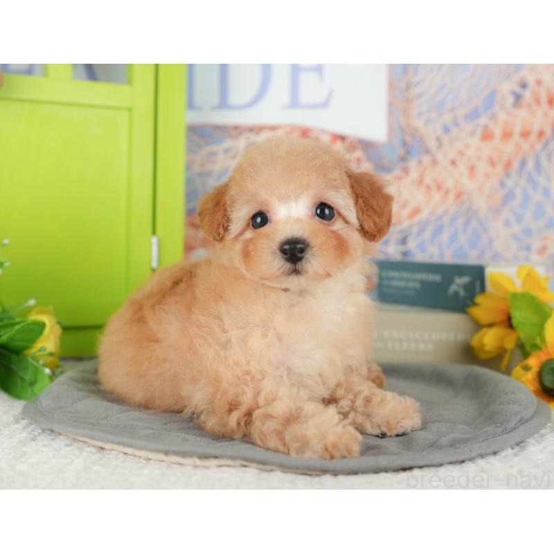 販売中の千葉県のトイプードル-430186の10枚目