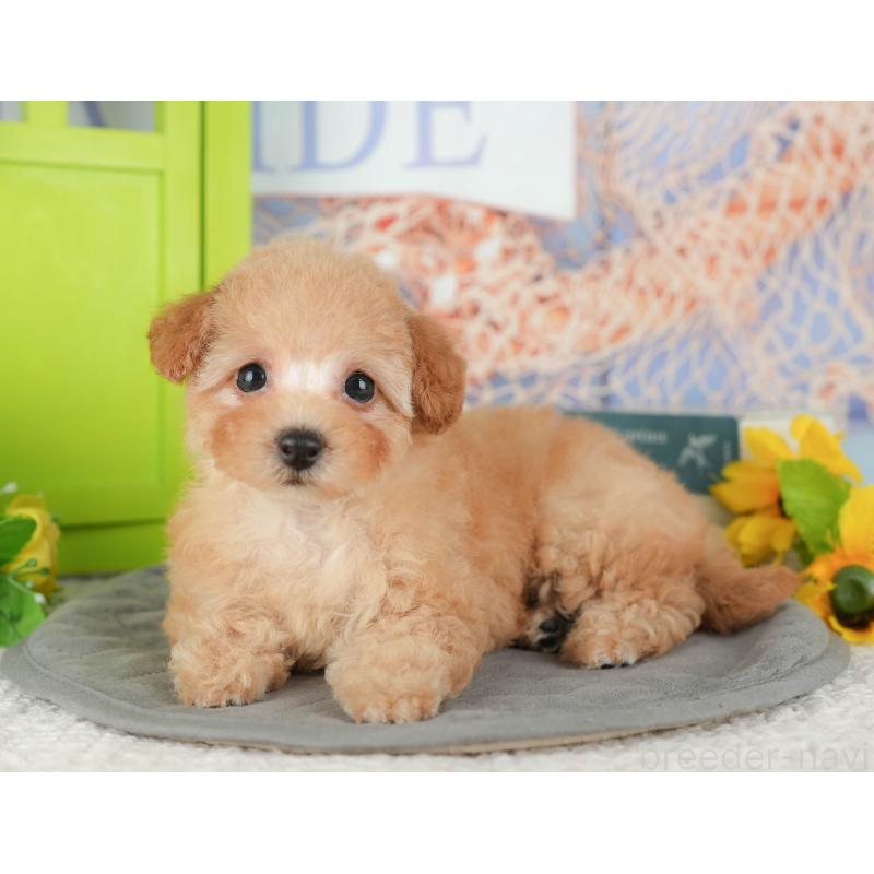 販売中の千葉県のトイプードル-430186の9枚目