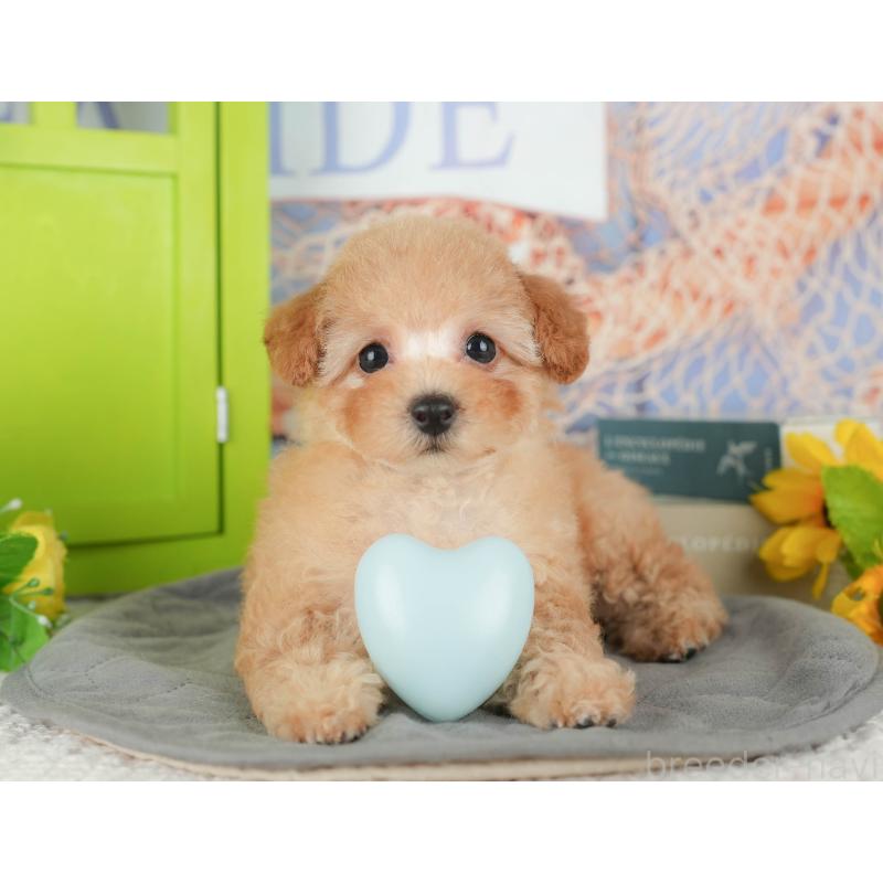 販売中の千葉県のトイプードル-430186の8枚目