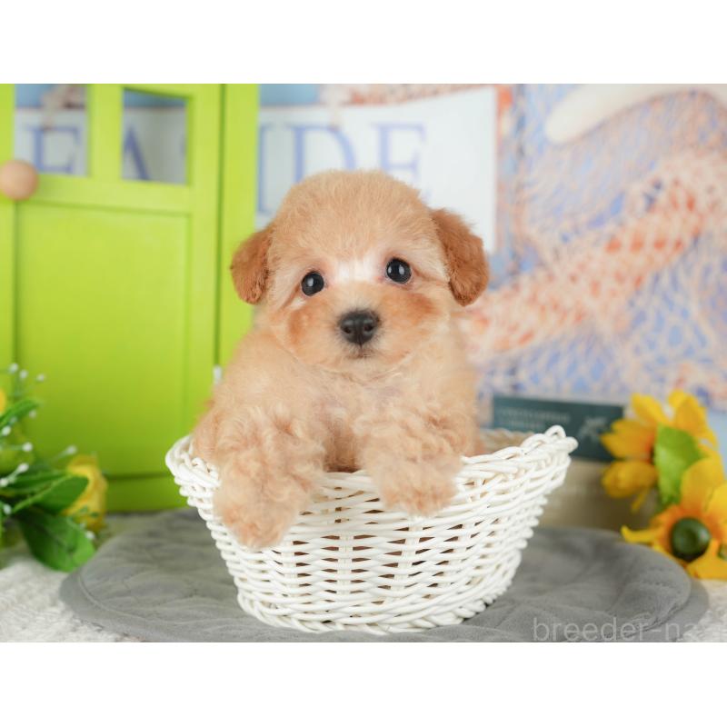 販売中の千葉県のトイプードル-430186の7枚目