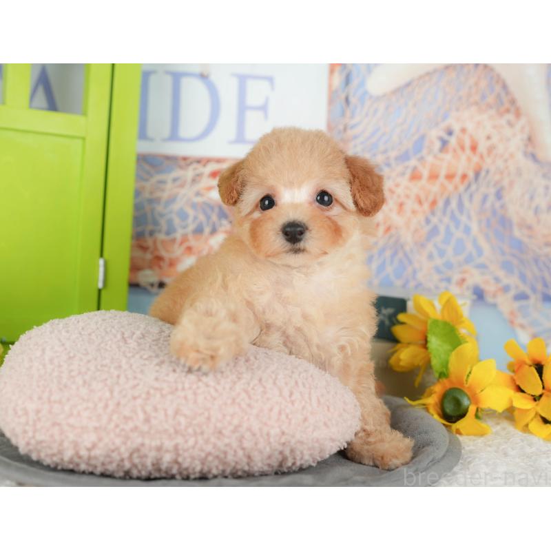 販売中の千葉県のトイプードル-430186の6枚目