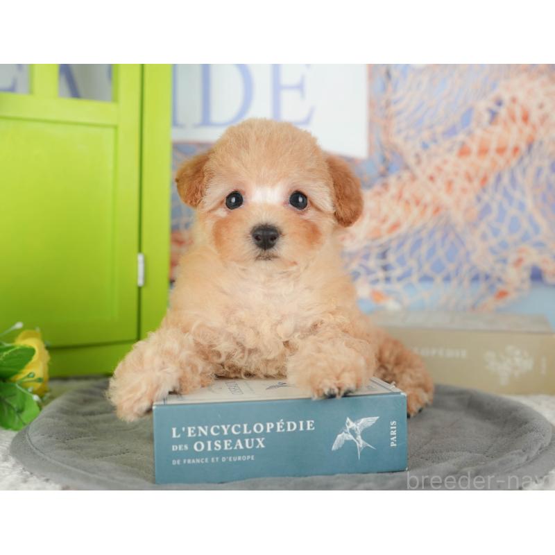 販売中の千葉県のトイプードル-430186の5枚目