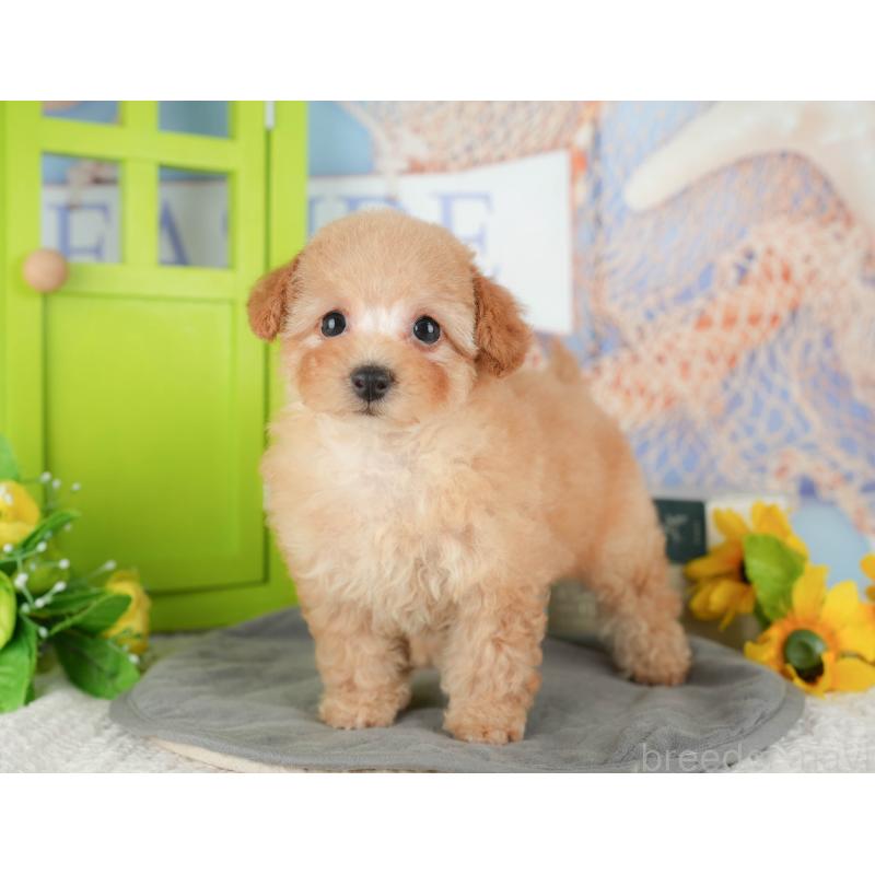 販売中の千葉県のトイプードル-430186の4枚目