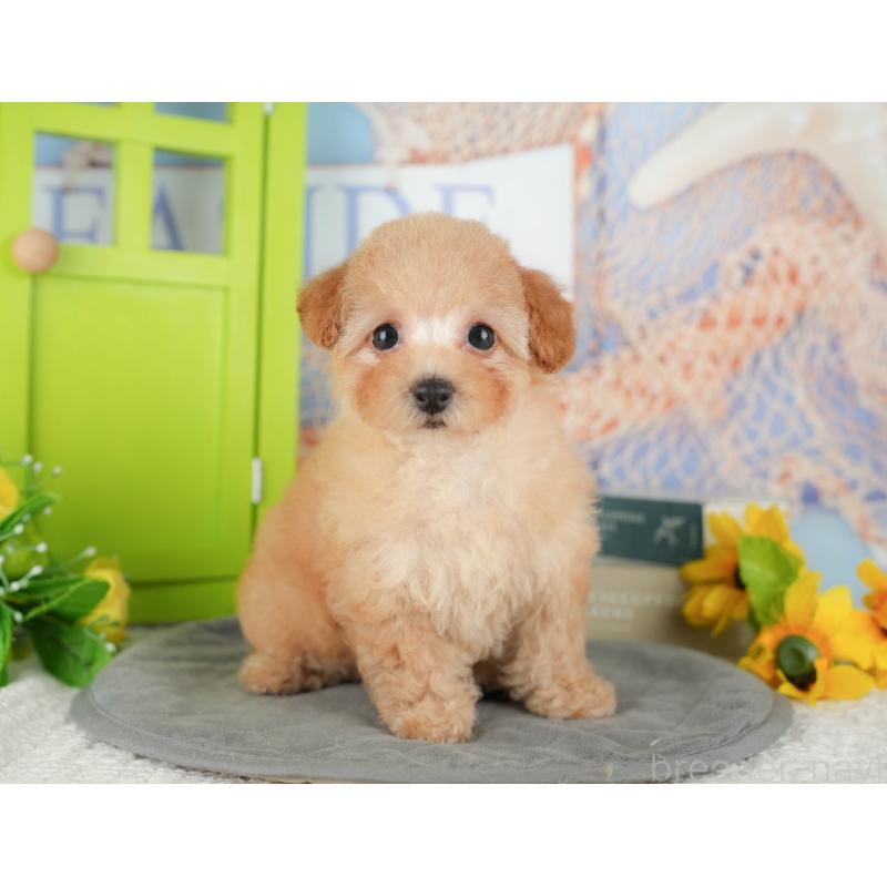 販売中の千葉県のトイプードル-430186の3枚目