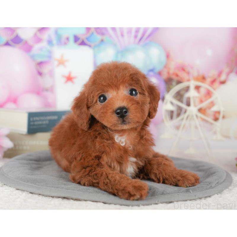 販売中の千葉県のトイプードル-430185の1枚目